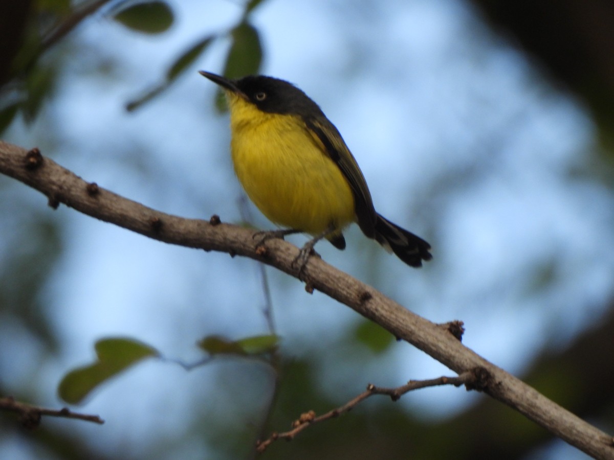 Common Tody-Flycatcher - ML638320484