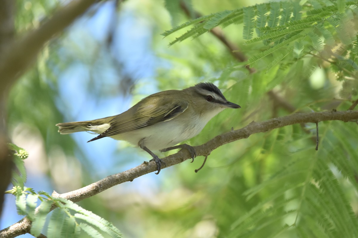 Rotaugenvireo - ML638320485