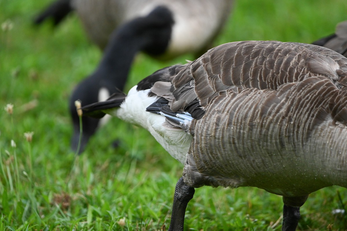 Canada Goose - ML638320489