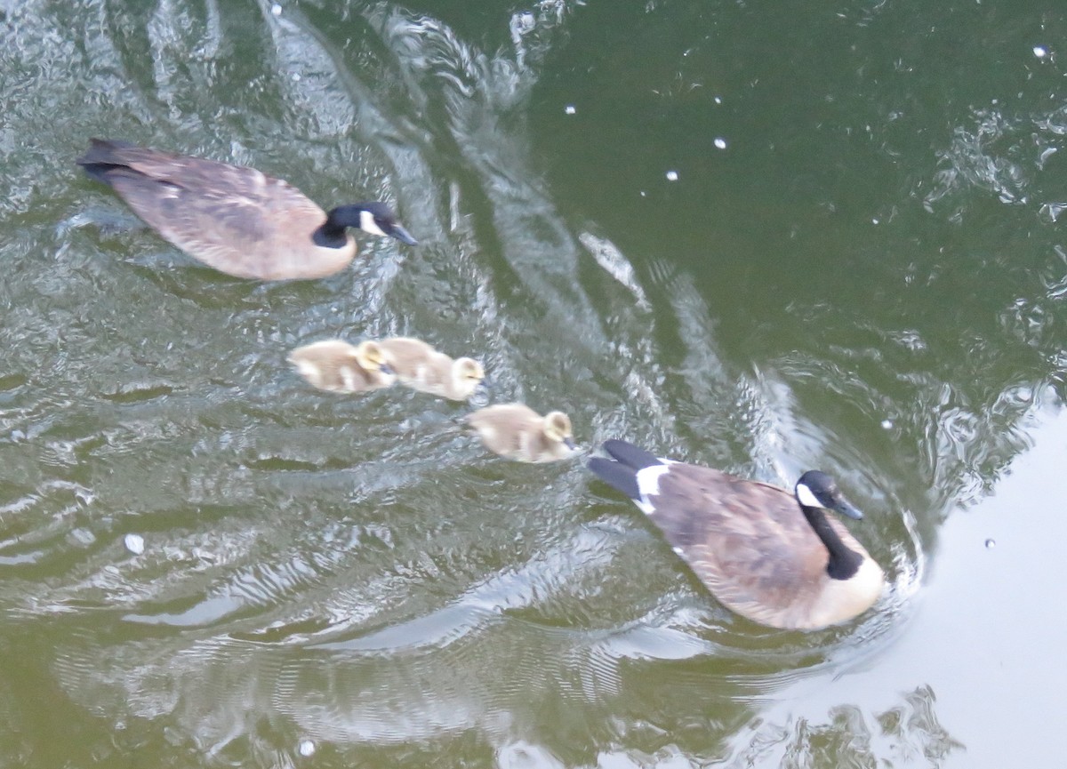 Canada Goose - ML638320492