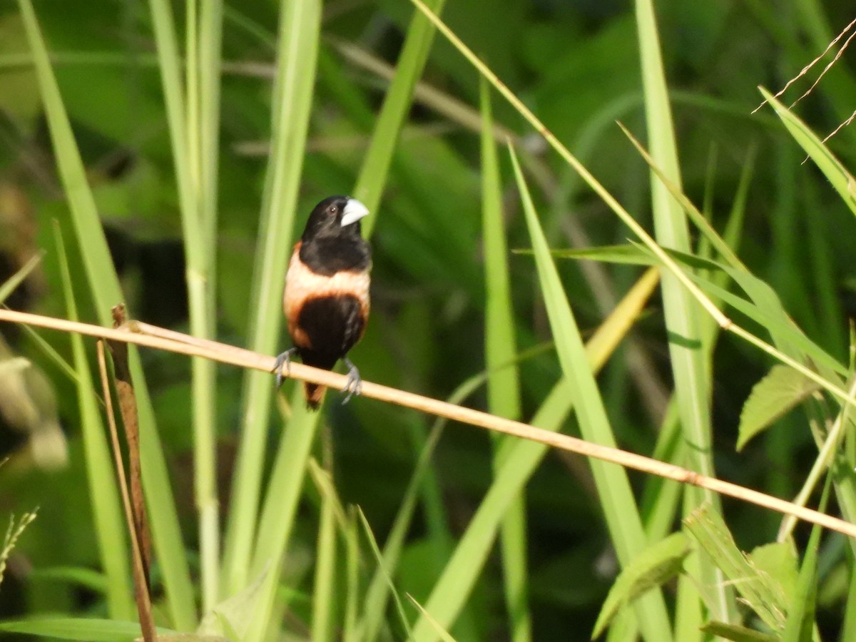 Tricolored Munia - ML638320496