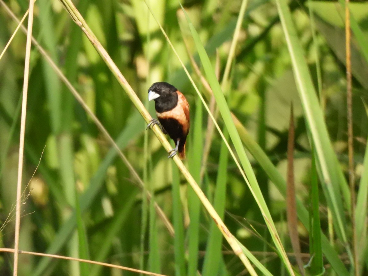 Tricolored Munia - ML638320498