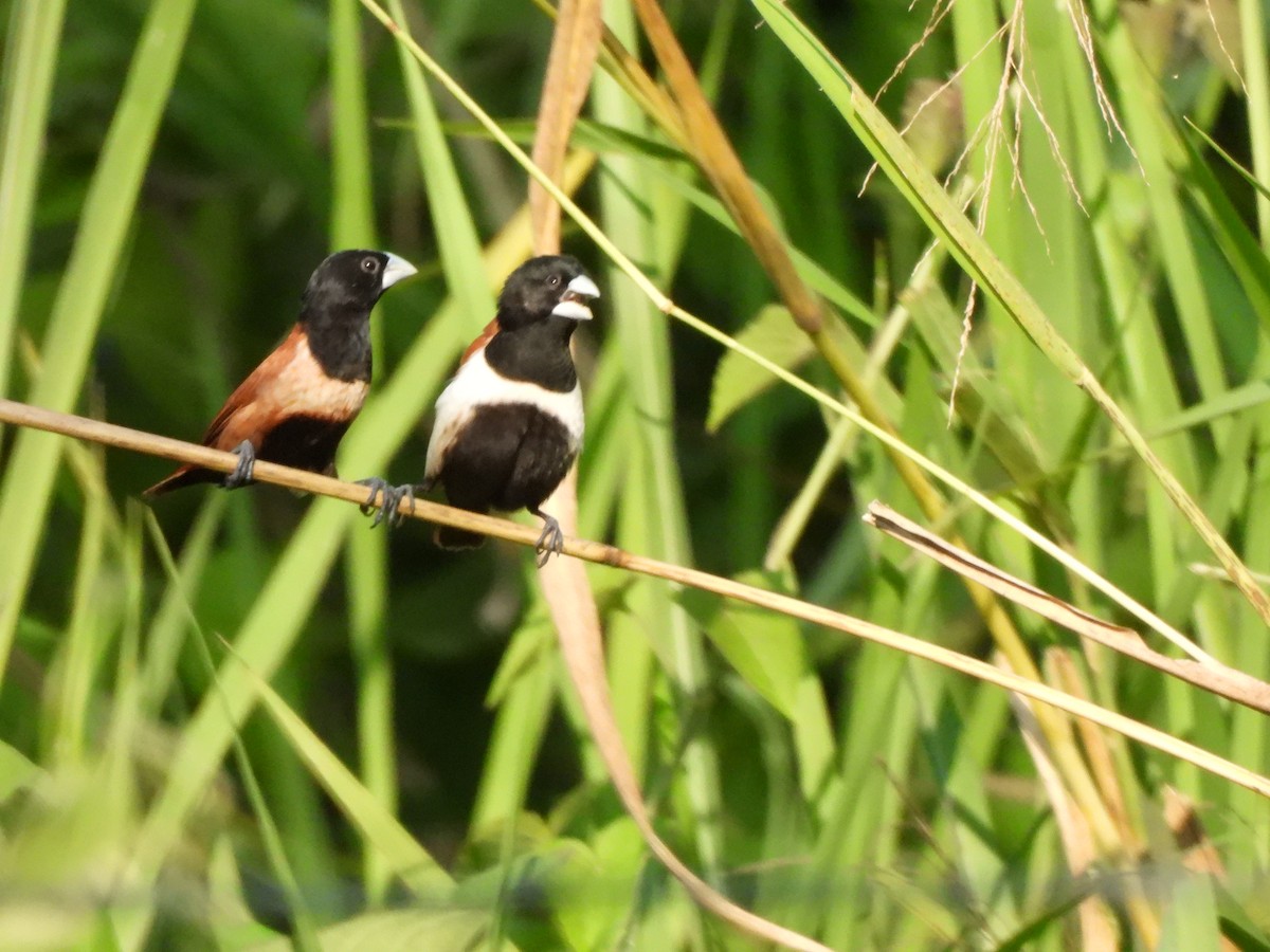 Tricolored Munia - ML638320499