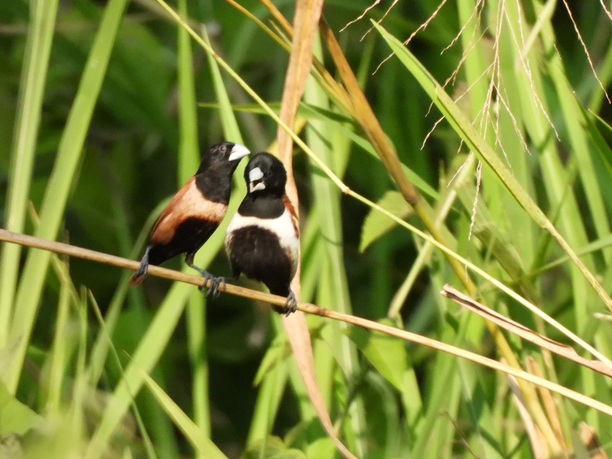Tricolored Munia - ML638320500