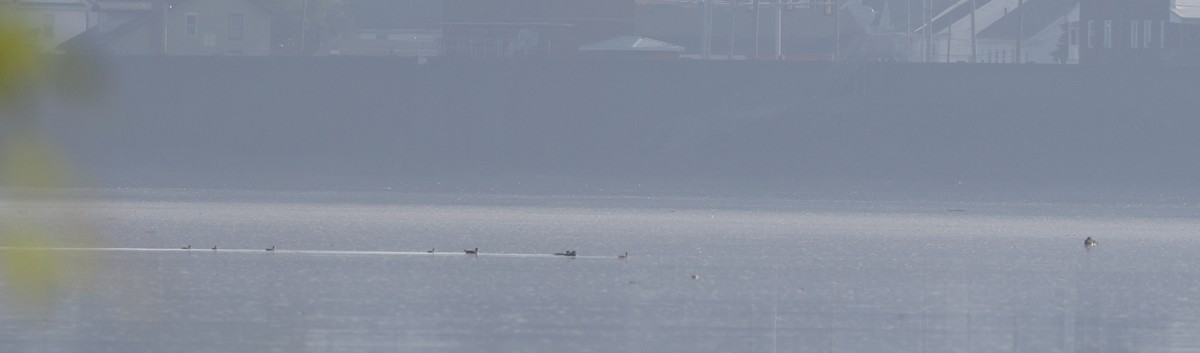 dabbling duck sp. - ML638320510