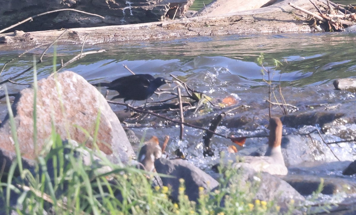 Common Grackle - ML638320513