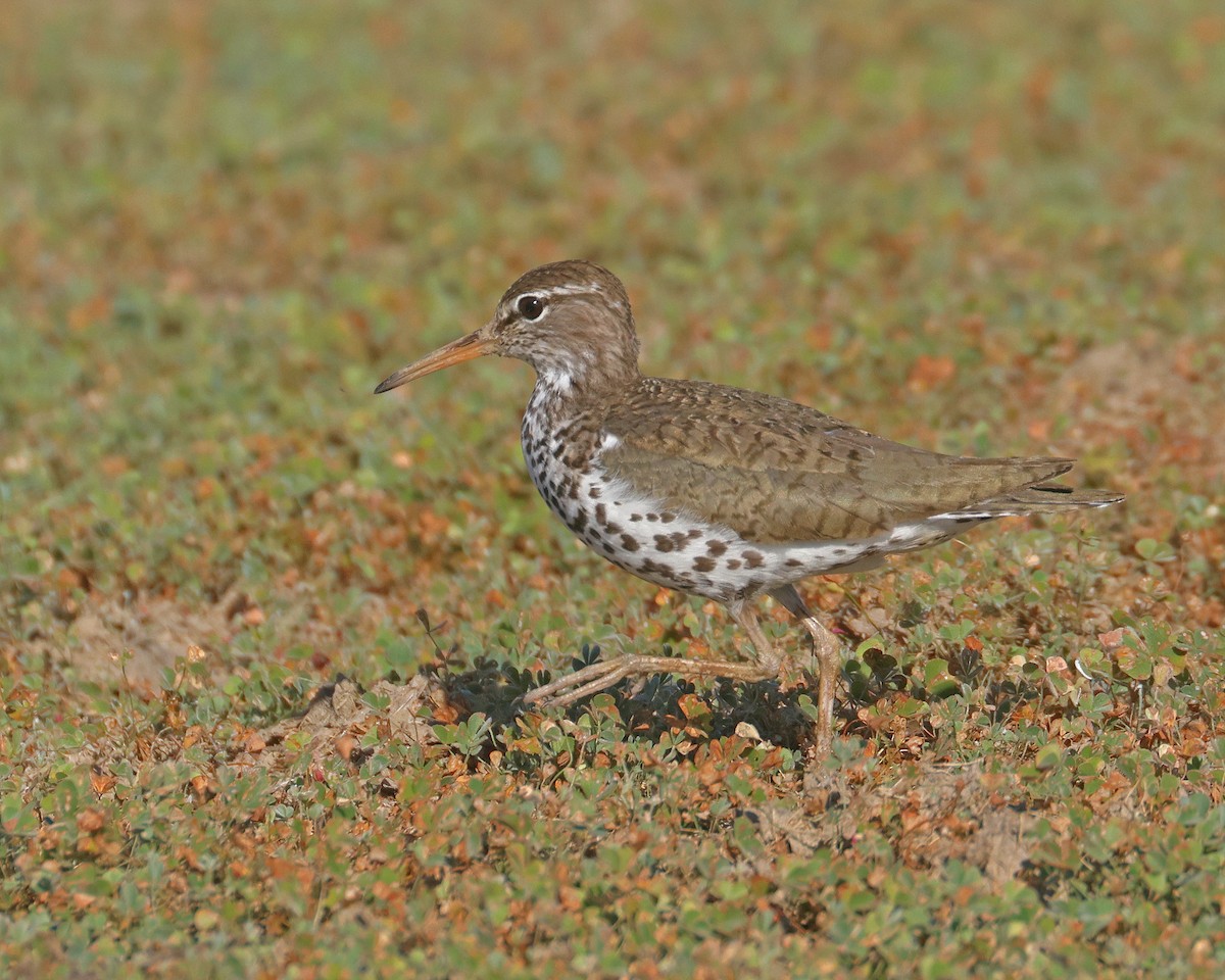 Drosseluferläufer - ML638320532