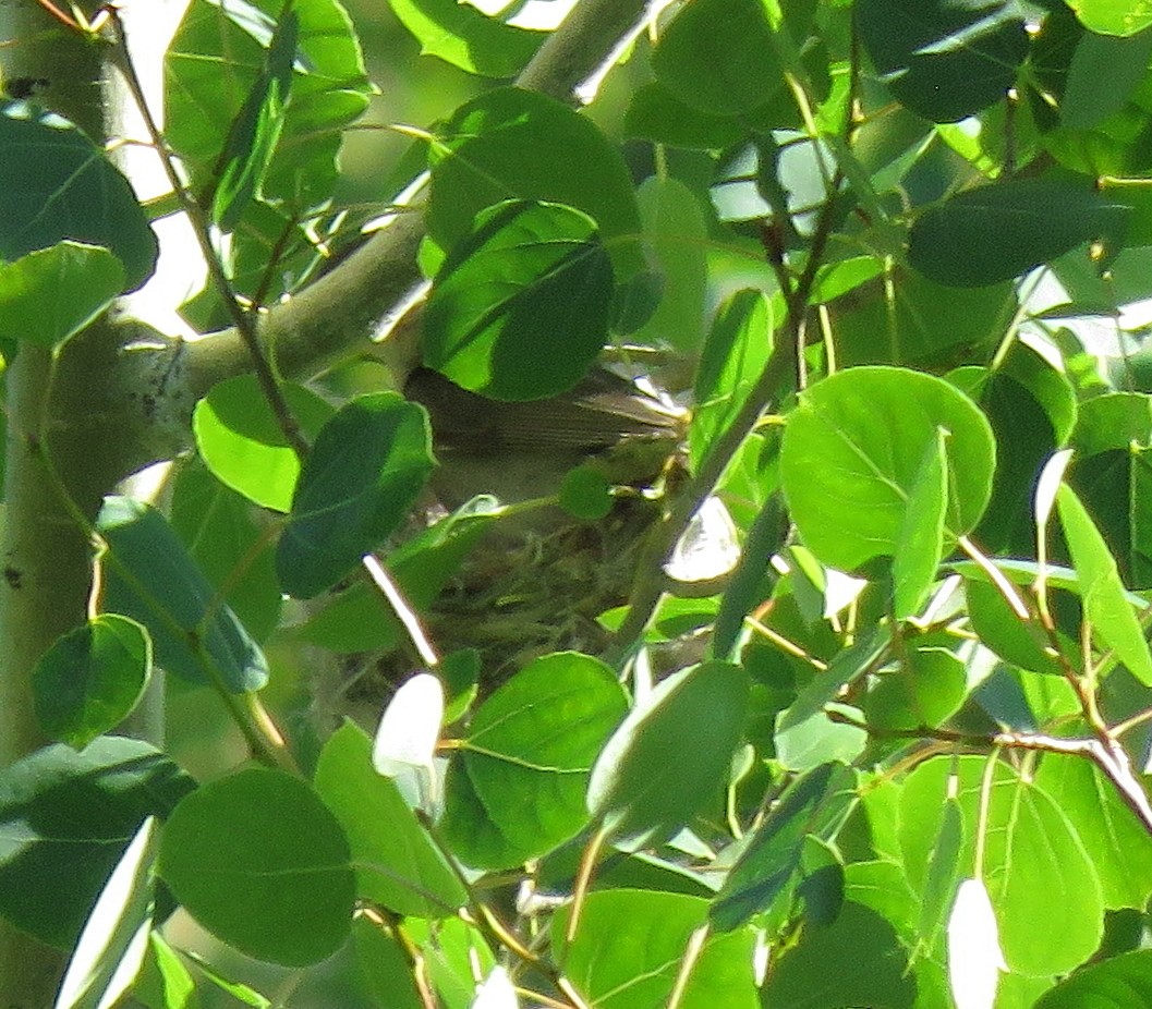 Sängervireo [swainsoni-Gruppe] - ML638320559