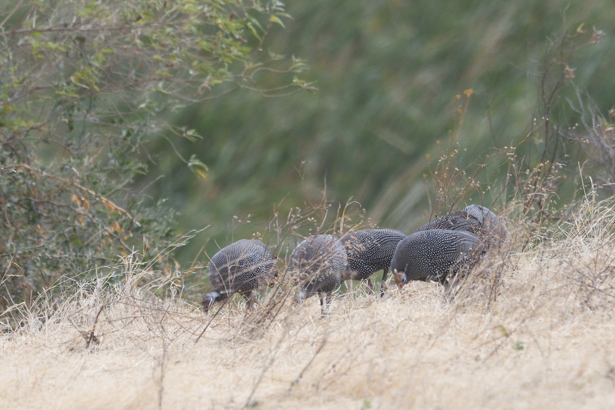 Helmeted Guineafowl - ML638320561