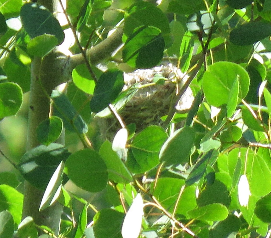 Sängervireo [swainsoni-Gruppe] - ML638320562