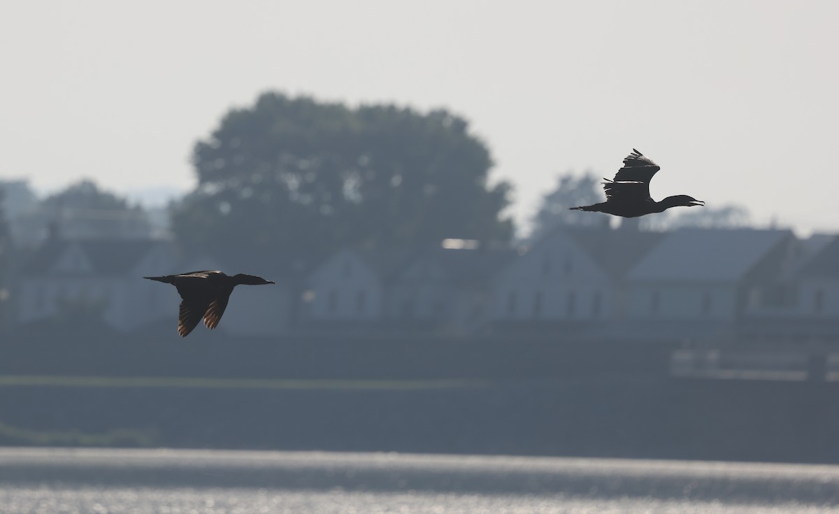 Double-crested Cormorant - ML638320563