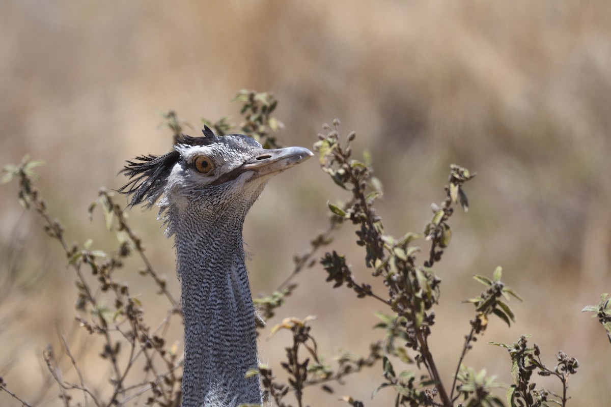 Kori Bustard - ML638320564