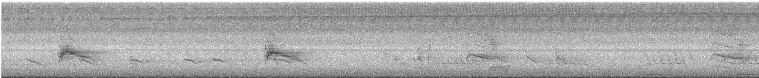 Couch's Kingbird - ML638320565