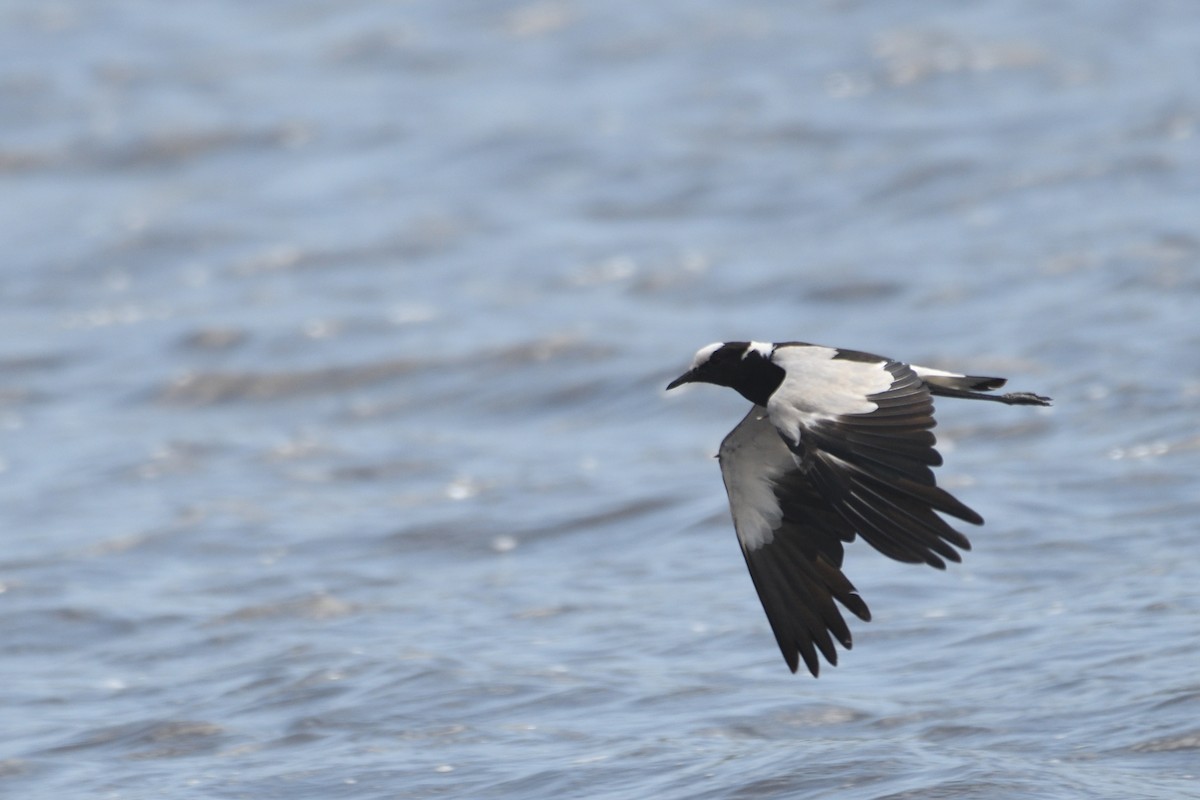 Blacksmith Lapwing - ML638320567