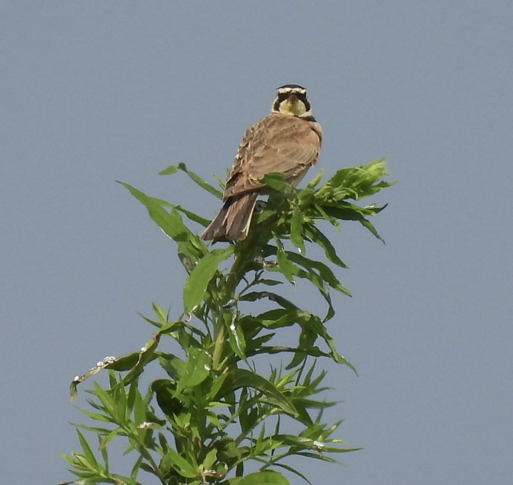Horned Lark - ML638320570