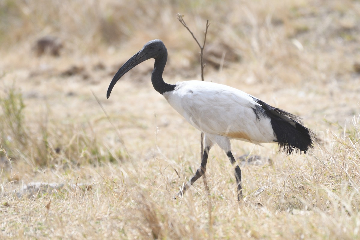 African Sacred Ibis - ML638320572