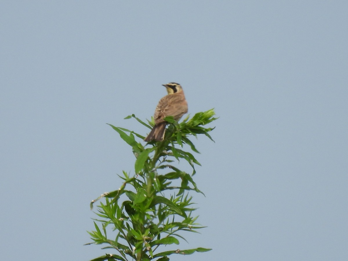 Horned Lark - ML638320573