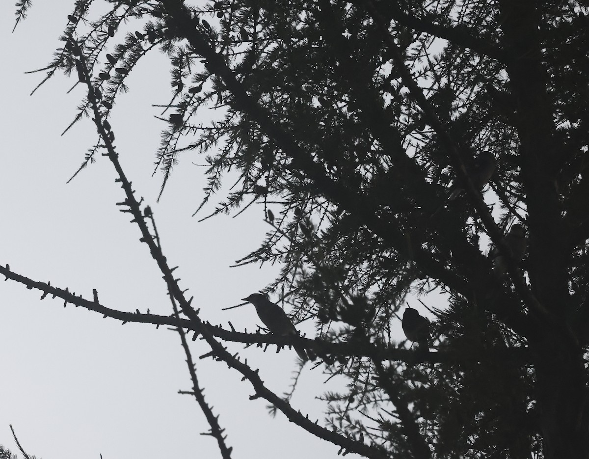 Blue Jay - ML638320578