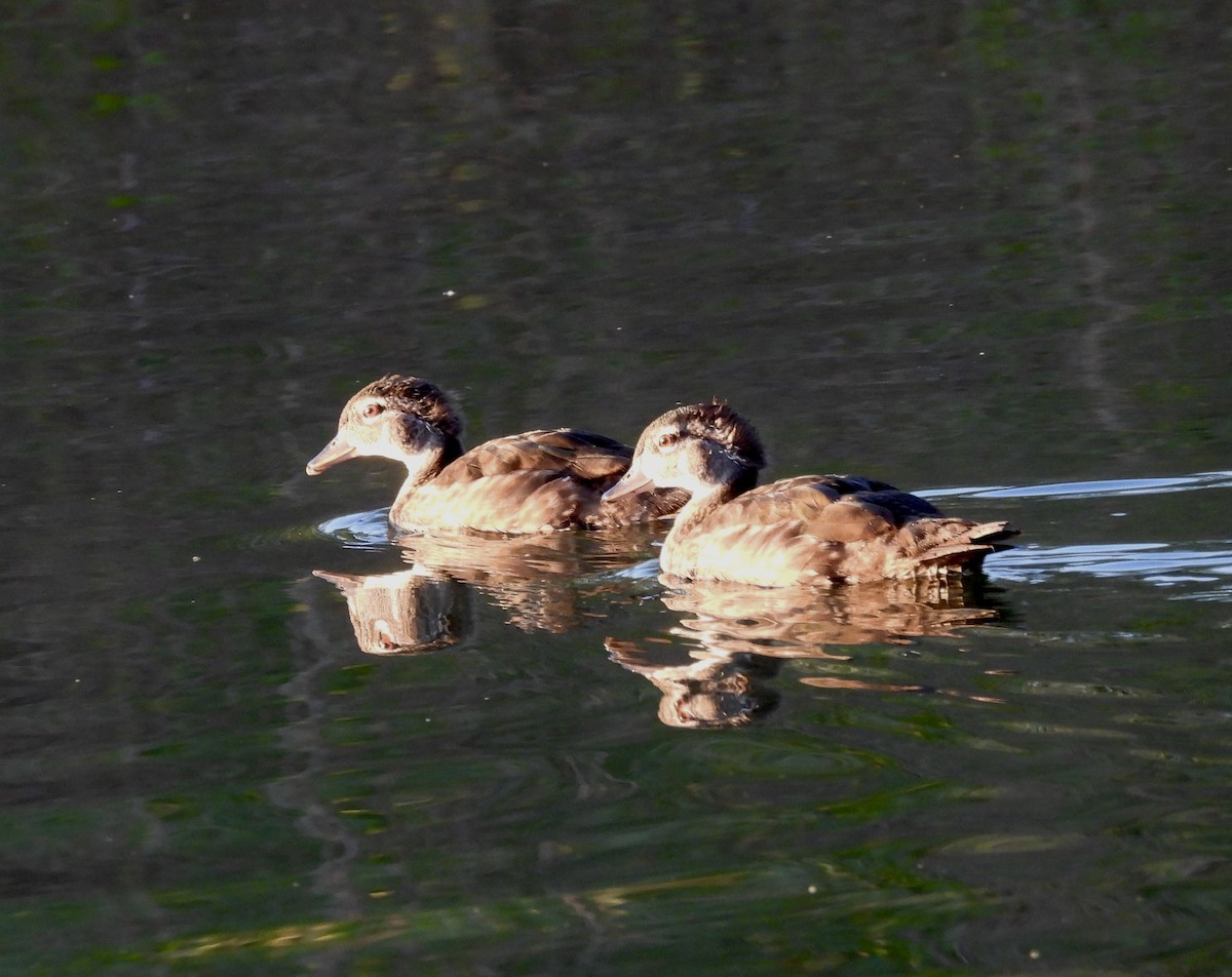 Wood Duck - ML638320585
