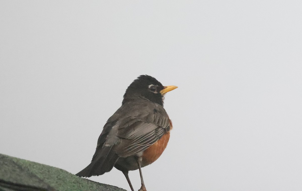 American Robin - ML638320587