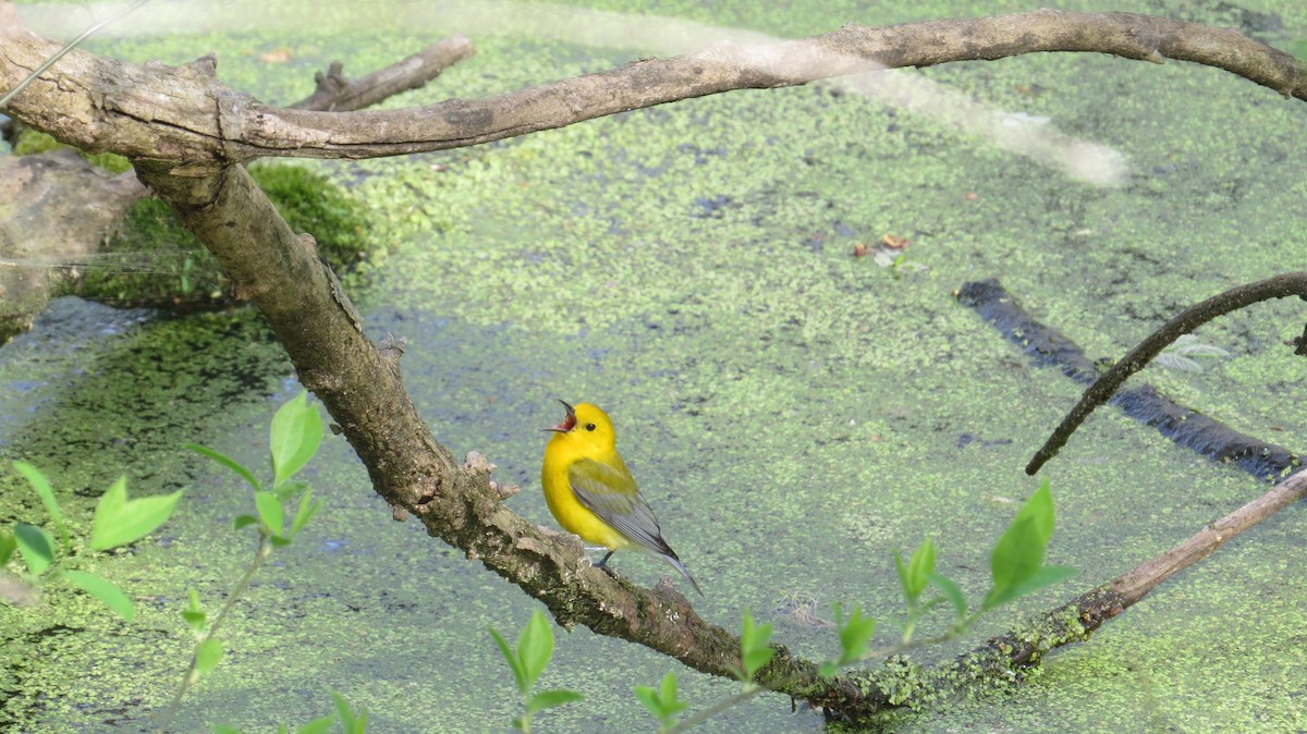Prothonotary Warbler - ML638320588