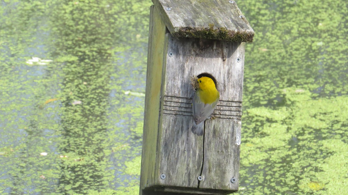 Prothonotary Warbler - ML638320589