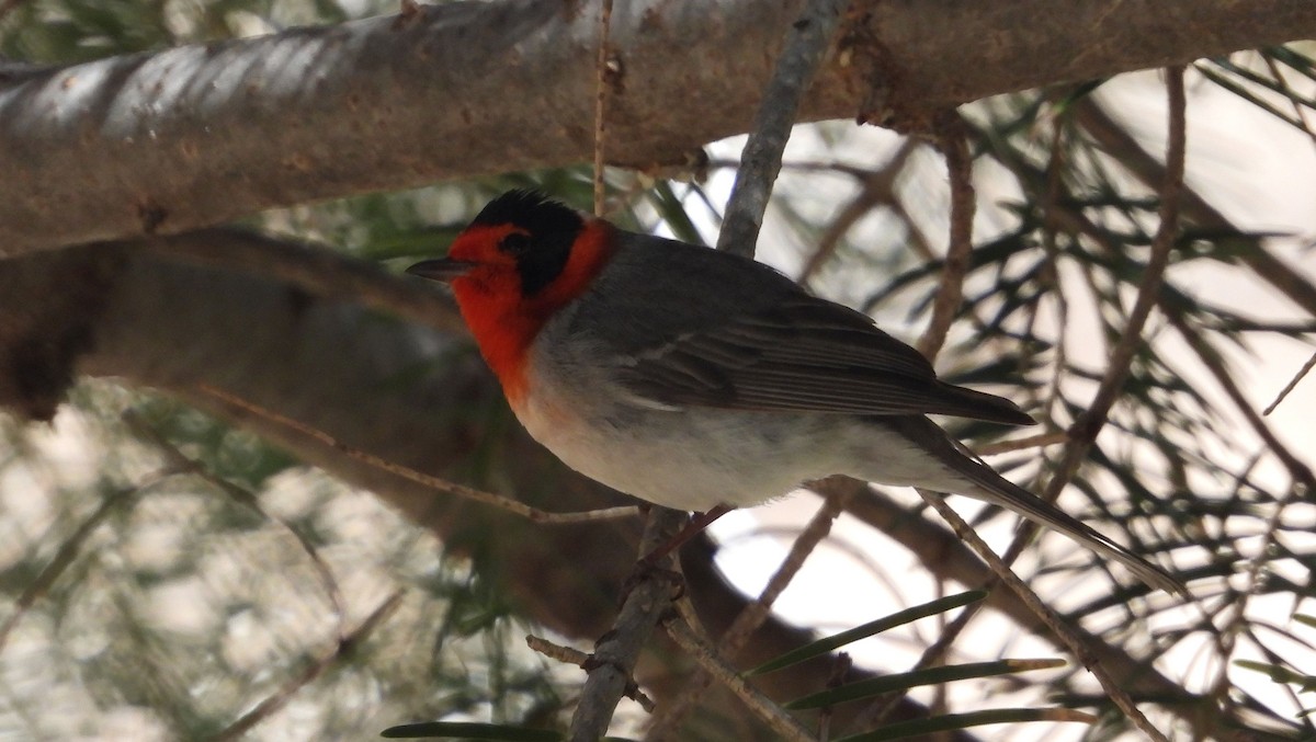 Dreifarben-Waldsänger - ML638320598