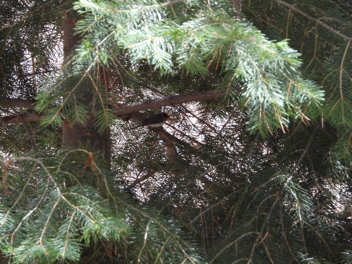 Dreifarben-Waldsänger - ML638320599