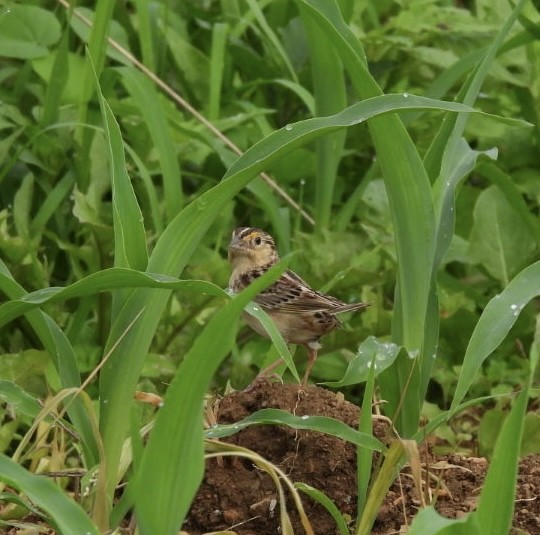 Grasshopper Sparrow - ML638320603