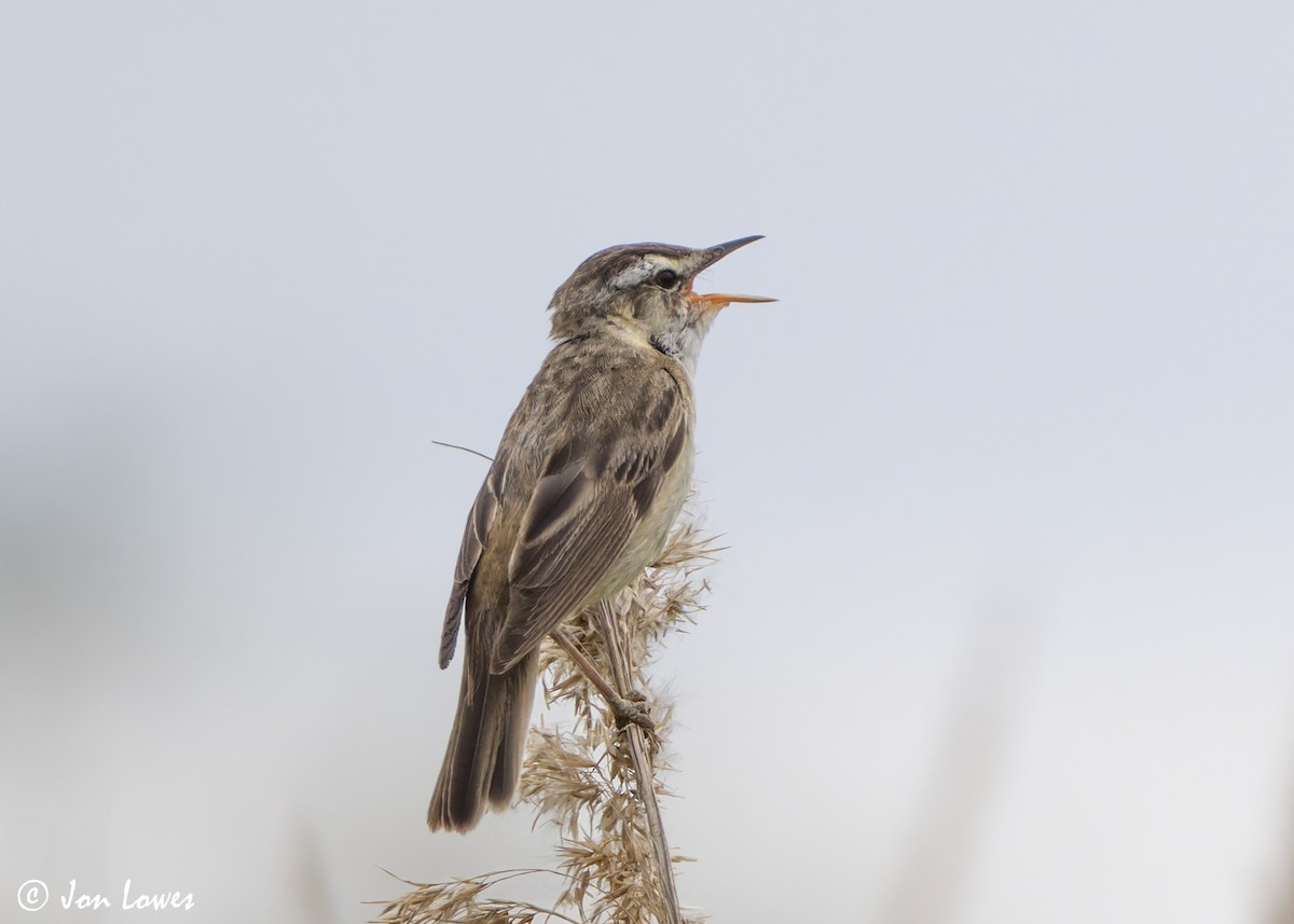 Sedge Warbler - ML638320612