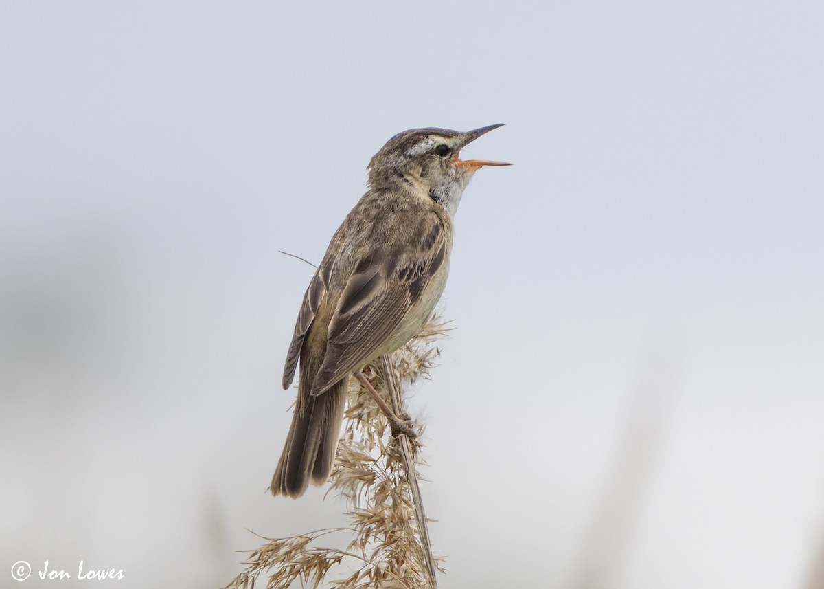 Sedge Warbler - ML638320613