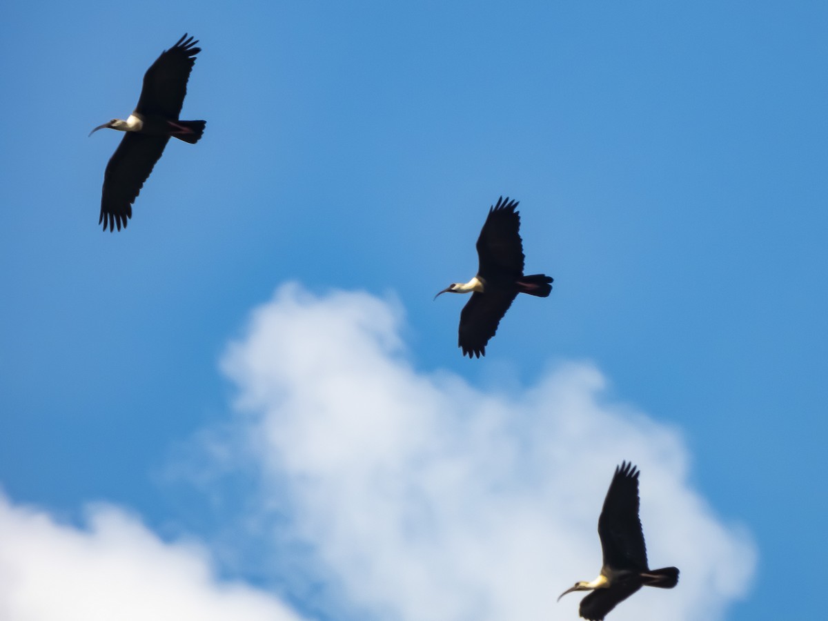 Buff-necked Ibis - ML638320617