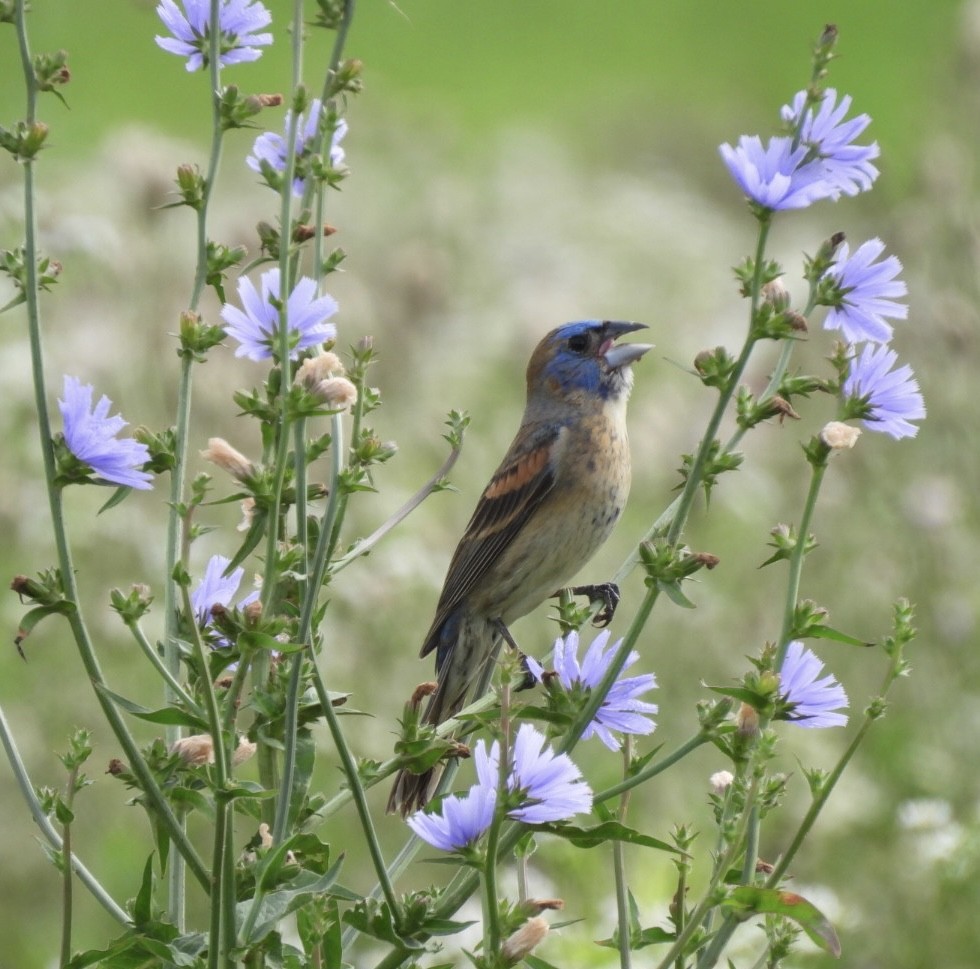 Blue Grosbeak - ML638320620