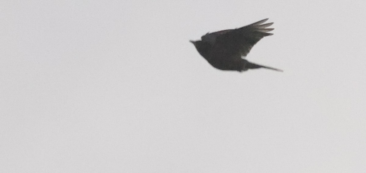 American Robin - ML638320624
