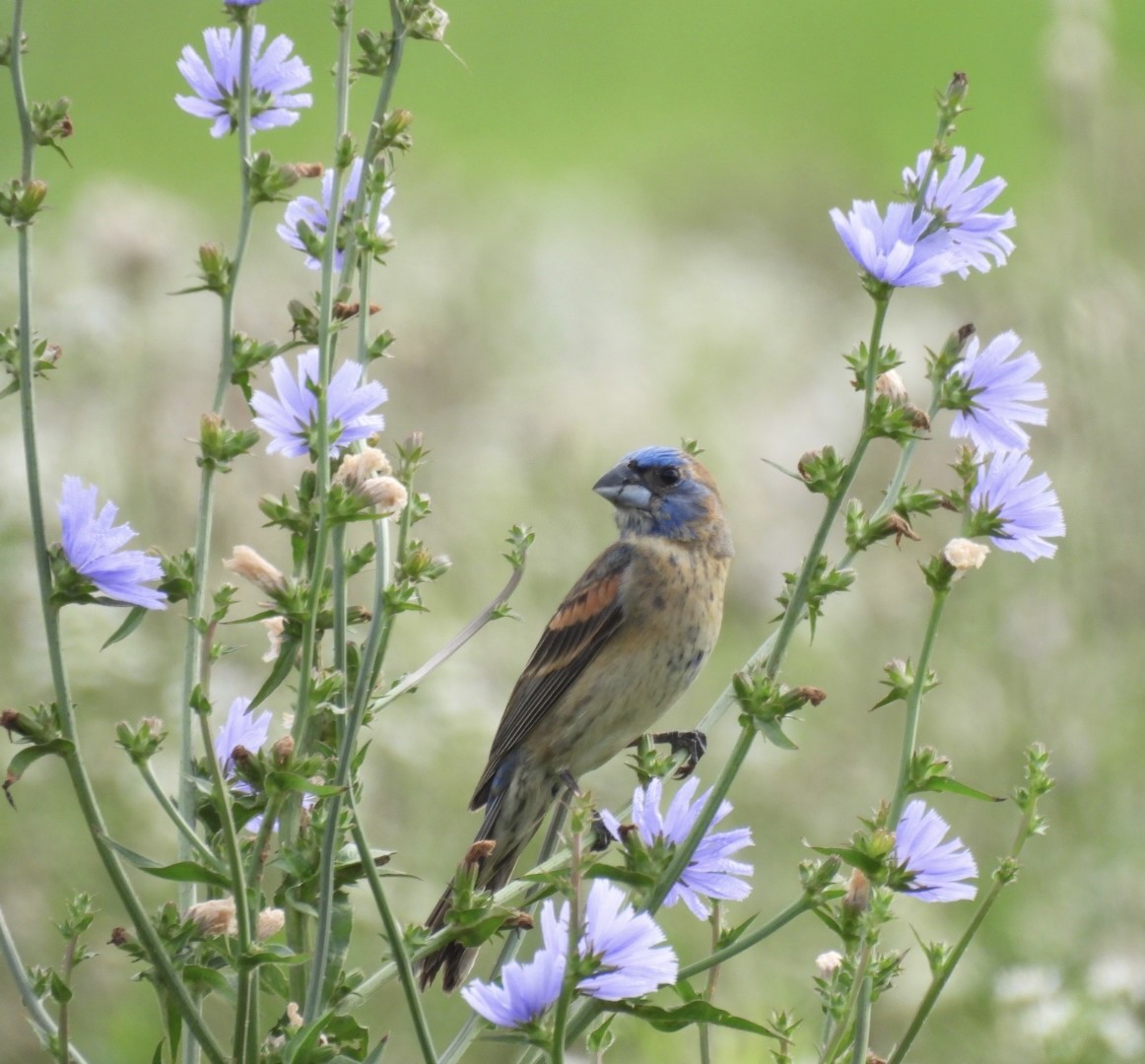 Blue Grosbeak - ML638320627