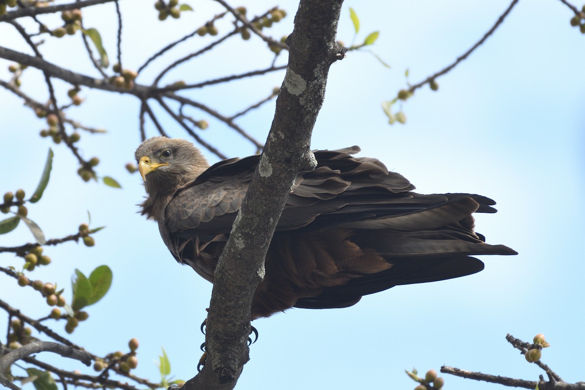 Black Kite - ML638320629