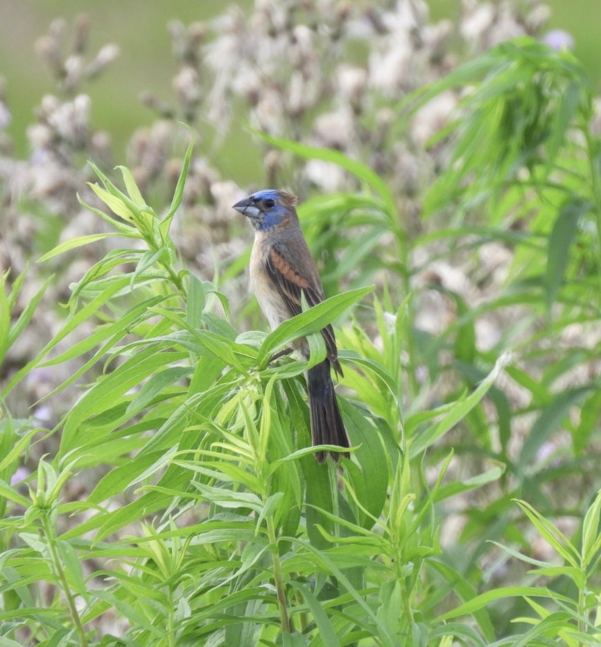 Blue Grosbeak - ML638320632