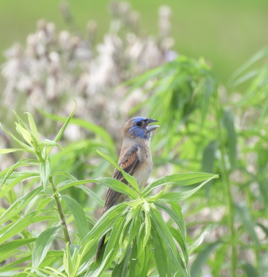 Blue Grosbeak - ML638320635