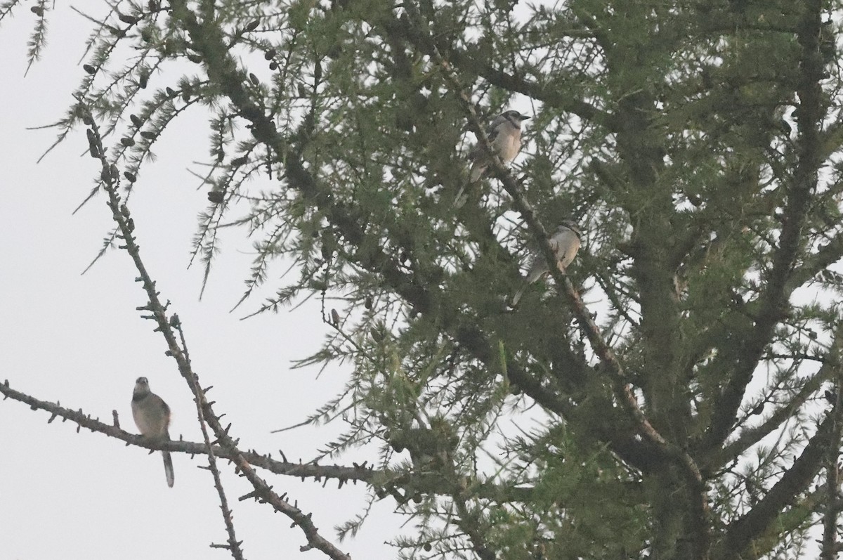 Blue Jay - ML638320636
