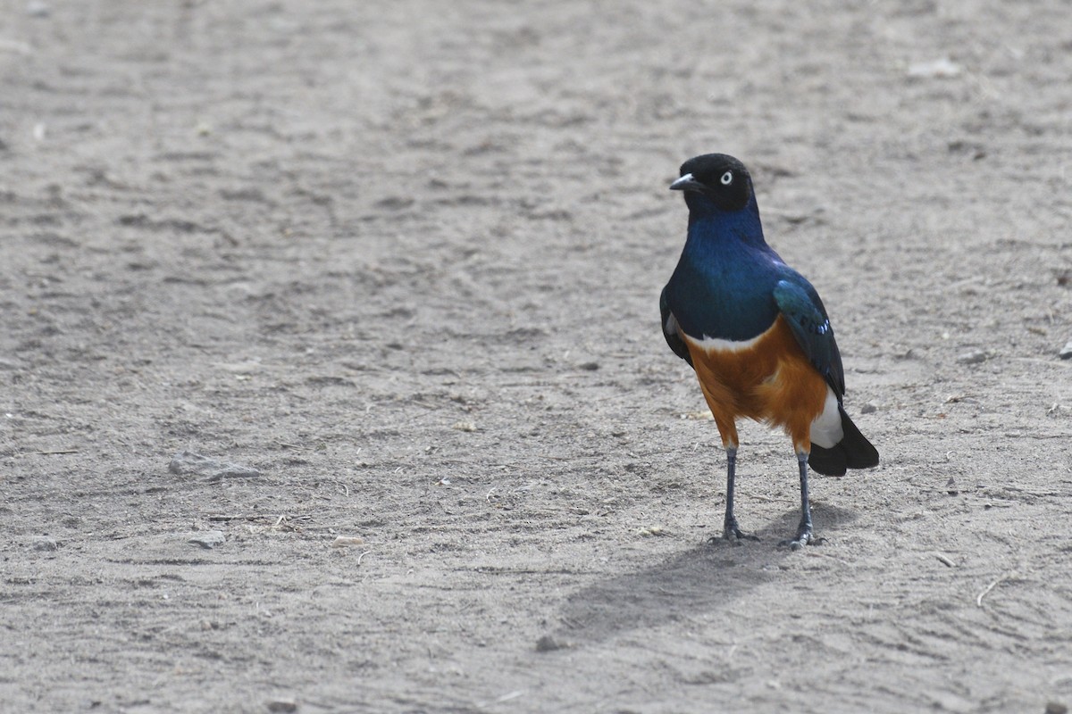 Superb Starling - ML638320649