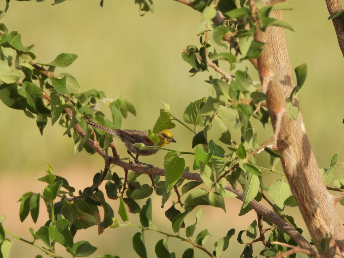 Verdin - ML638320653
