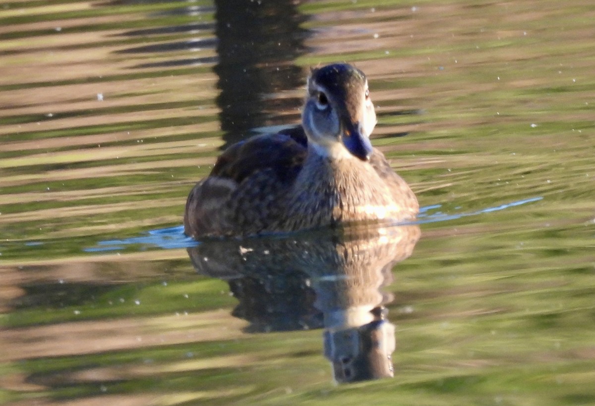 Wood Duck - ML638320655