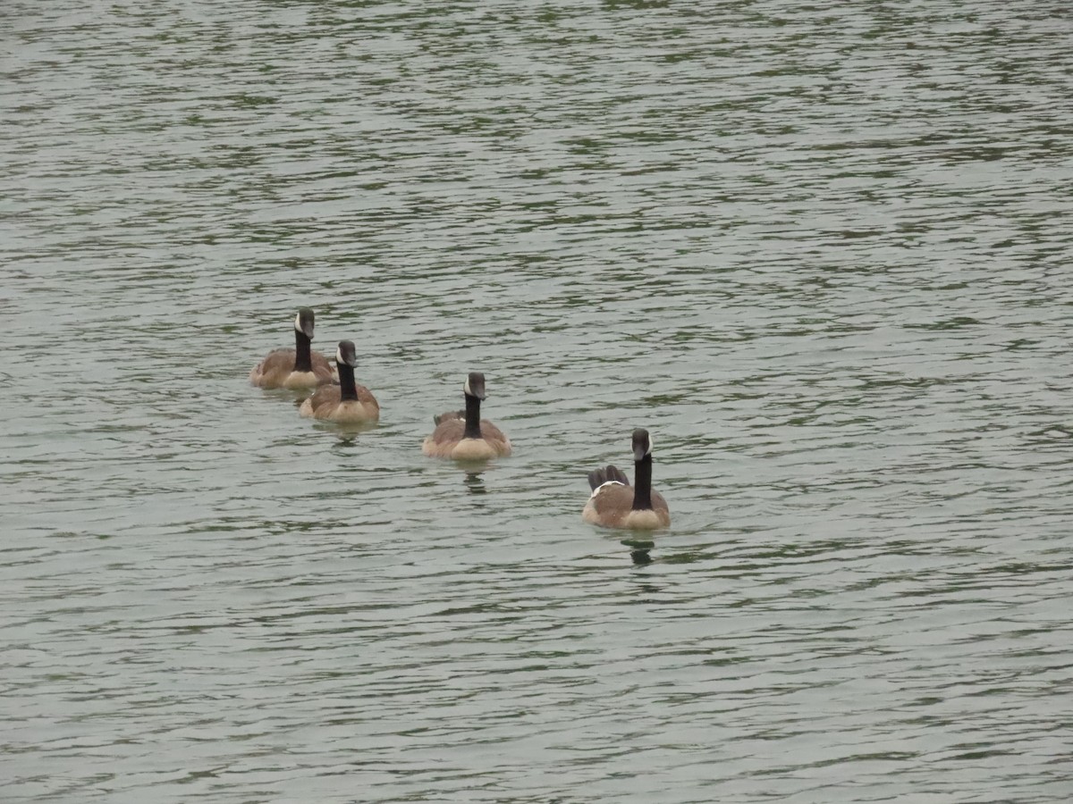 Canada Goose - ML638320657