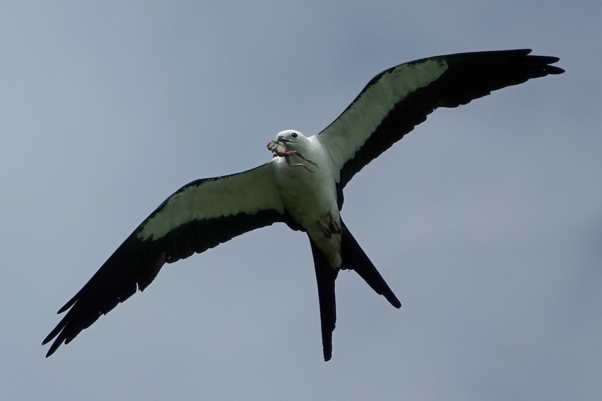 Swallow-tailed Kite - ML638320666