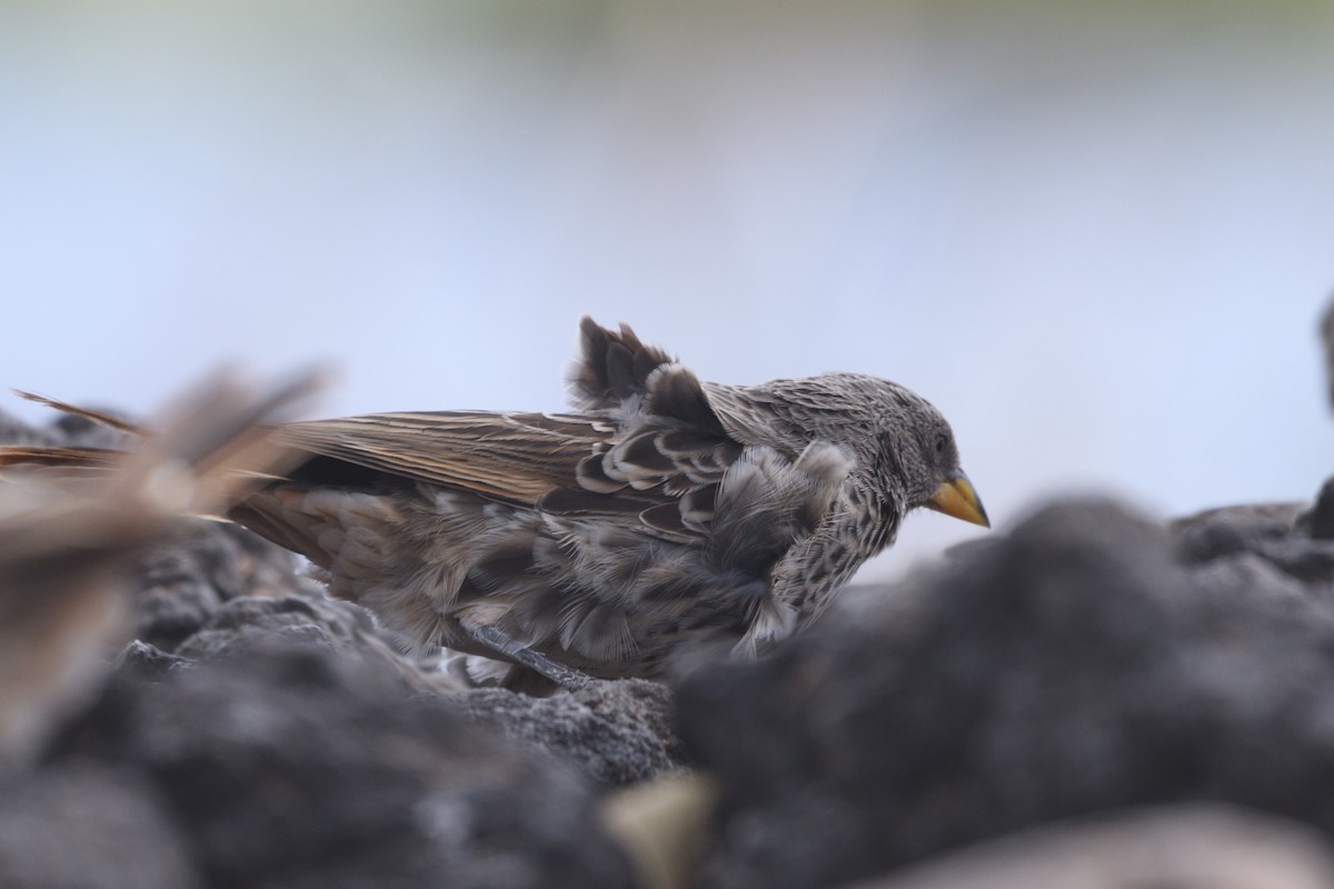 Rufous-tailed Weaver - ML638320673