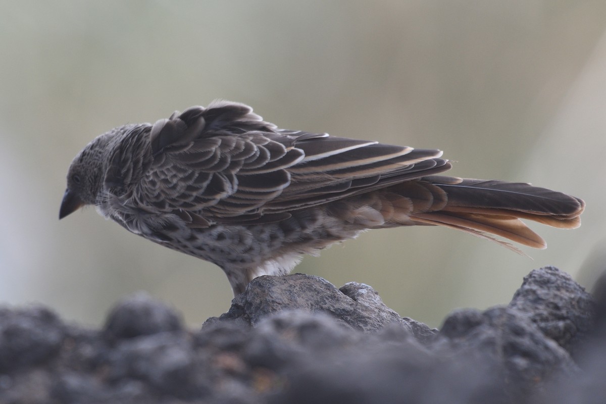 Rufous-tailed Weaver - ML638320674