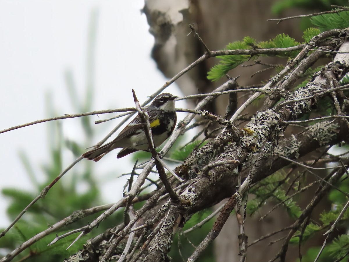 Yellow-rumped Warbler - ML638320680