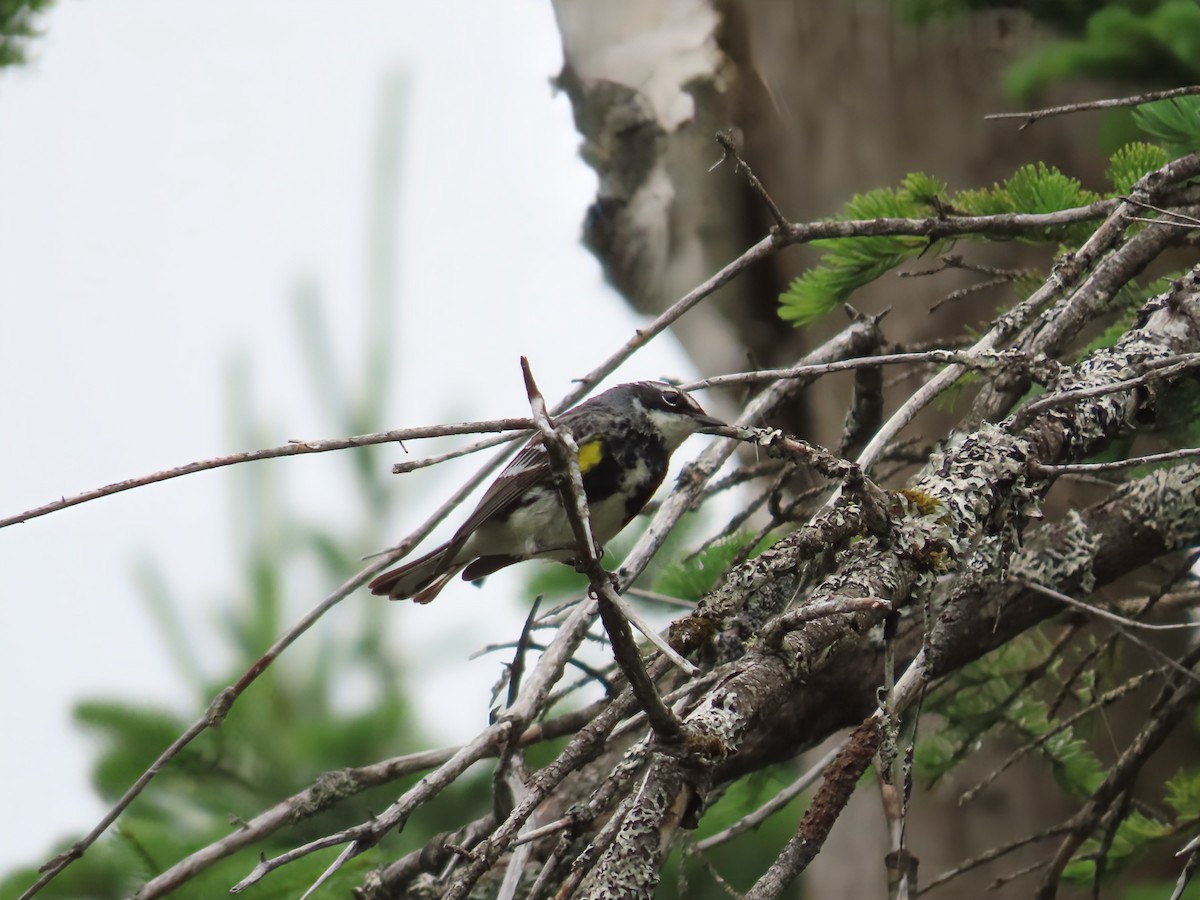 Yellow-rumped Warbler - ML638320681