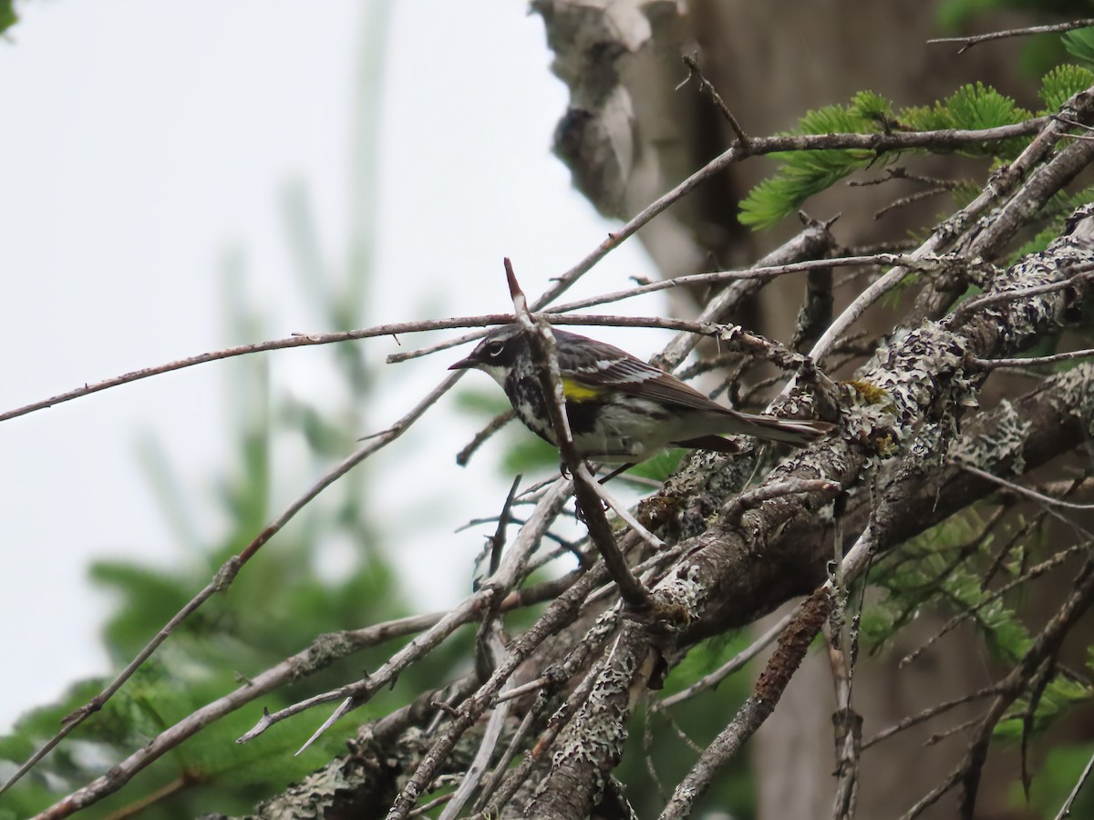 Yellow-rumped Warbler - ML638320682