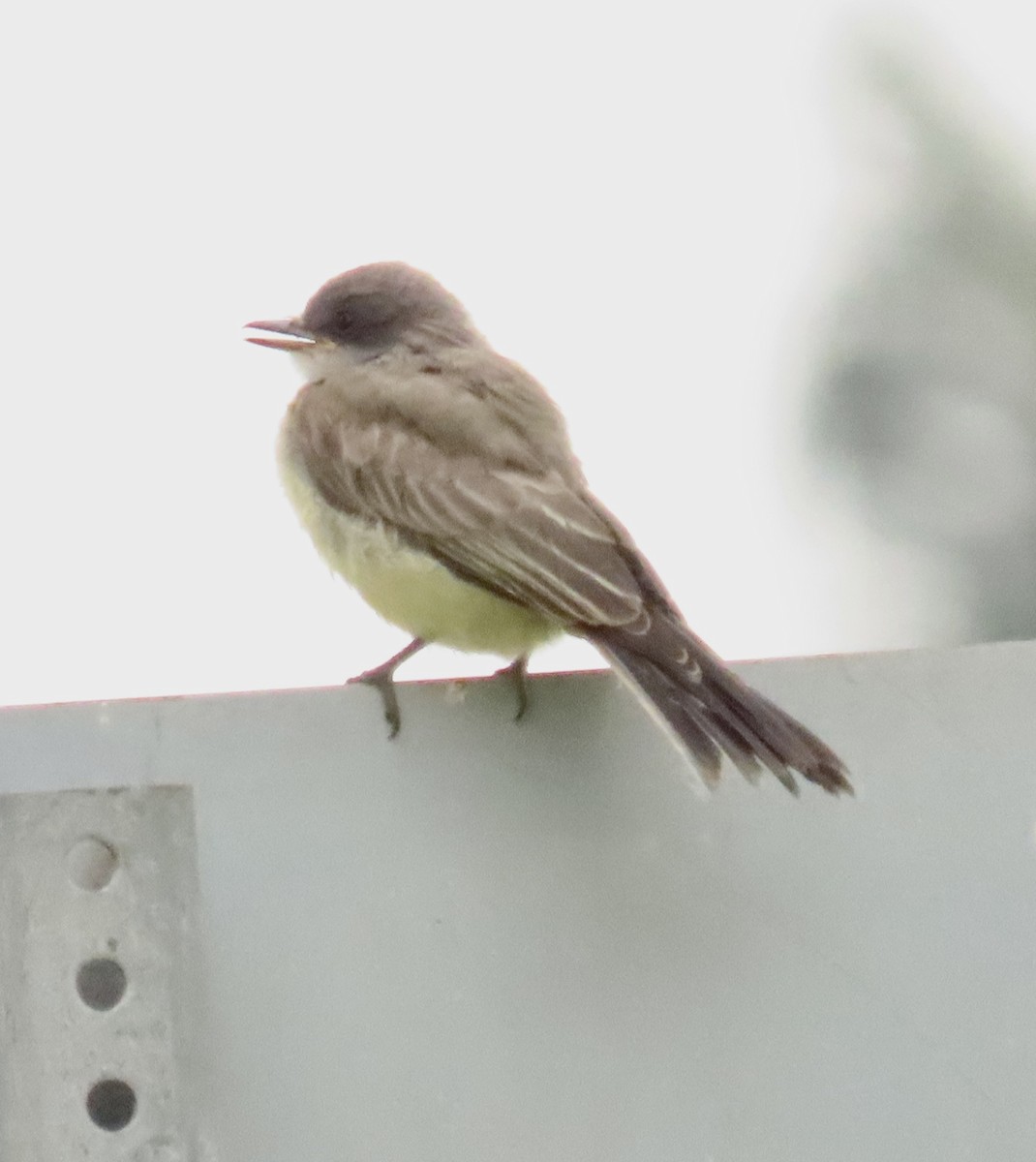 Cassin's Kingbird - ML638320685